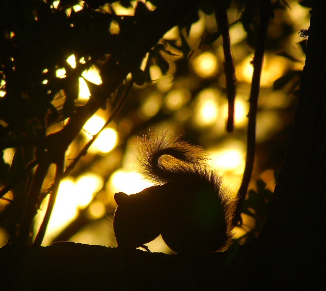 Breakfast at Sunrise