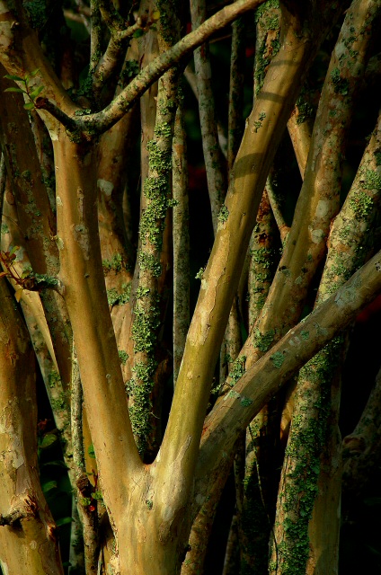 Branches