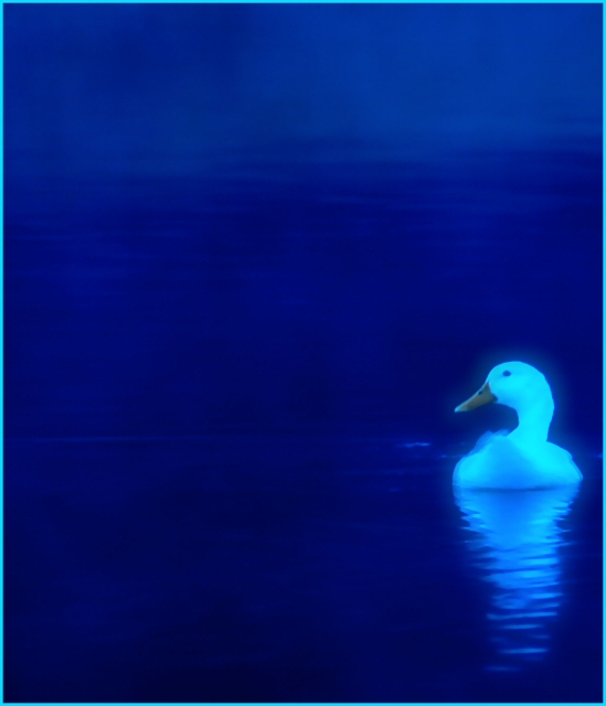 Early Morning Swim