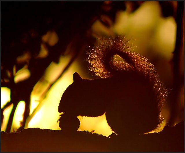 Sunrise Silhouette