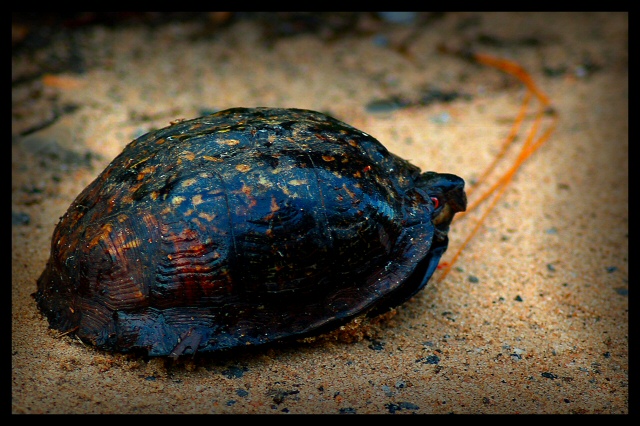 Box Turtle