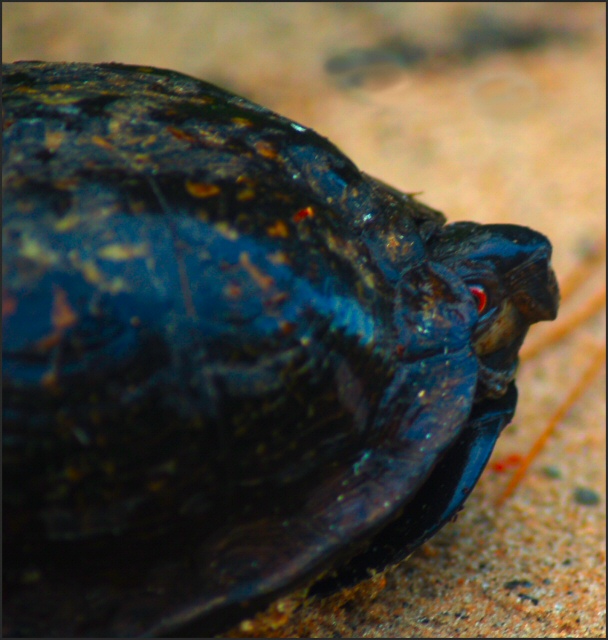 Boxed Turtle Close Up