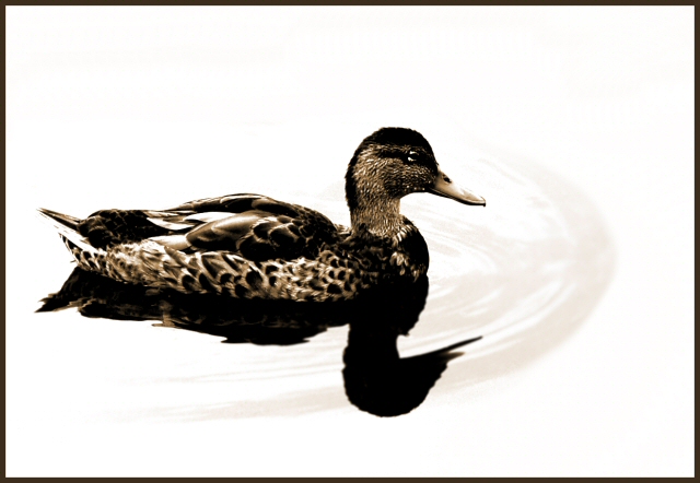 Sitting Duck