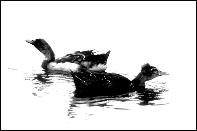 Silent Swim