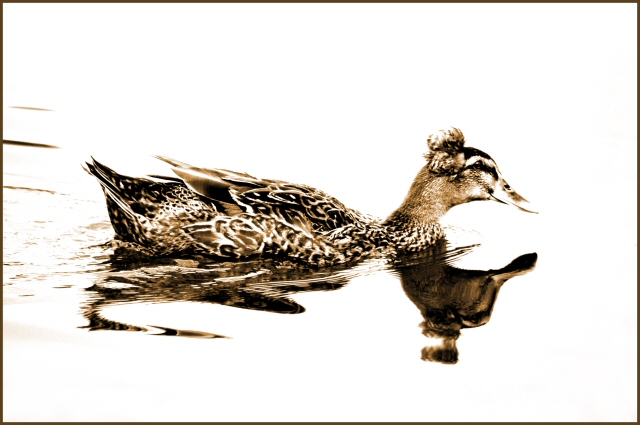Sepia Swimmer