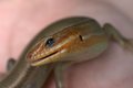 Lizzard