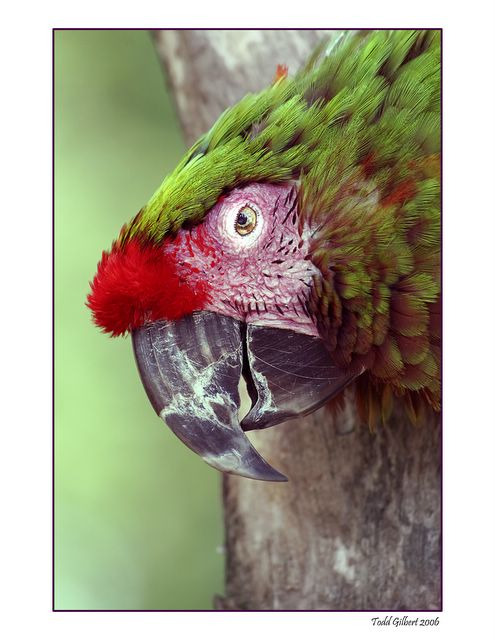 Parrot