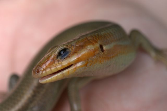 Lizzard