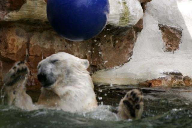 Splash