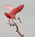 Roseate Spoonbill