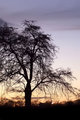 Evening sky