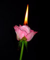 Burning rose