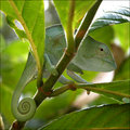 Chameleon