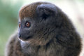 Bamboo lemur portrait