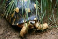 Turtle in the grass