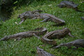 The crocs en masse