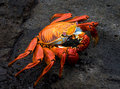Sally lightfoot crab