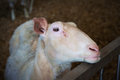 sheep_720px.jpg