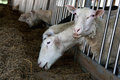 sheep3_720px.jpg
