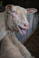 sheep2_720px.jpg