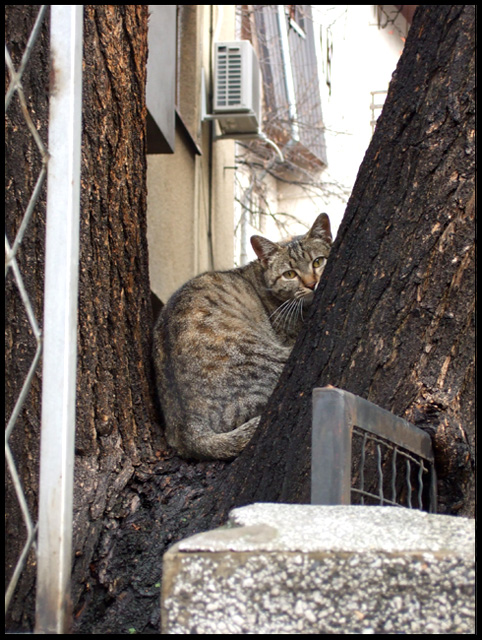 Thoughtful