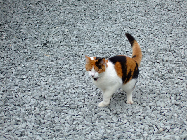 Kittycat