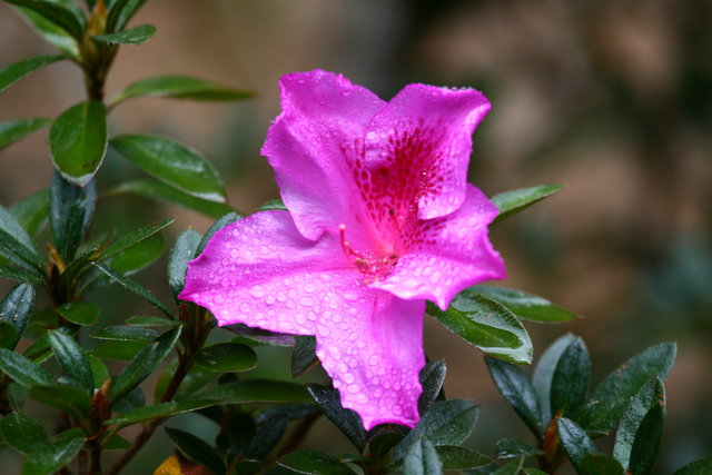 Purple flower