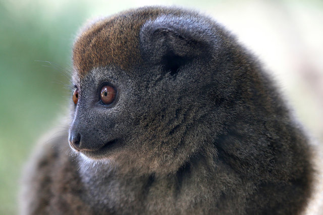 Bamboo lemur portrait