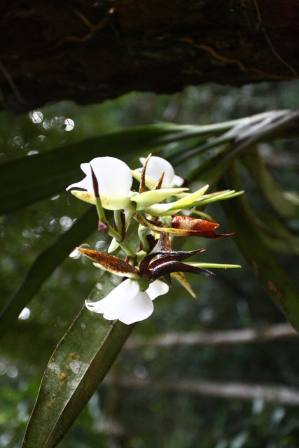 Orchid