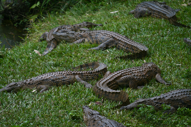 The crocs en masse