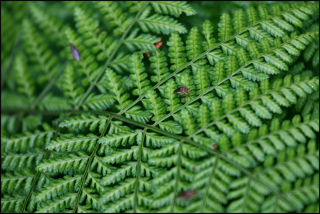 Nature's geometry