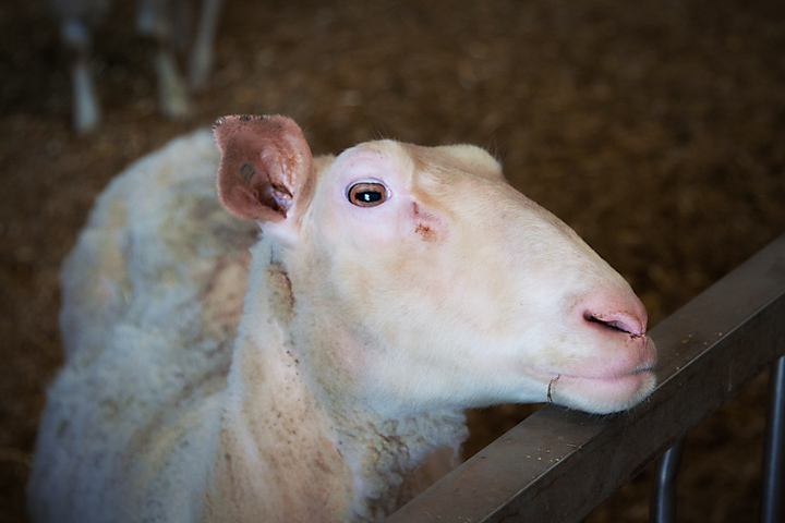 sheep_720px.jpg