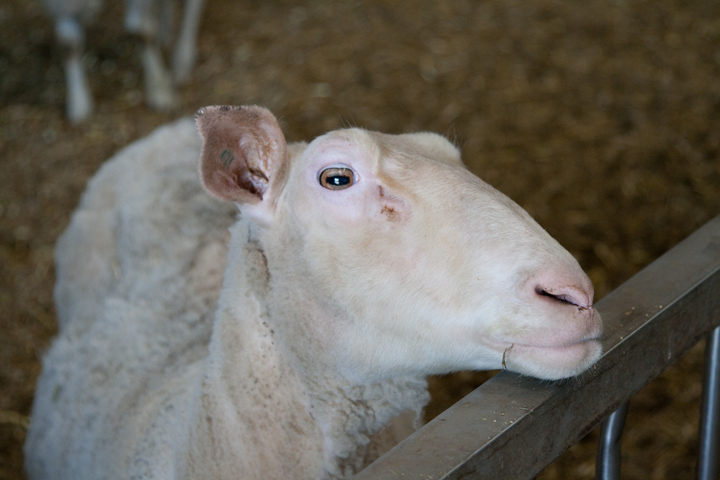 sheep_original_720px.jpg