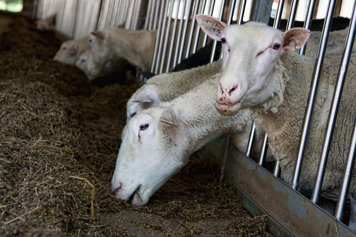 sheep3_720px.jpg