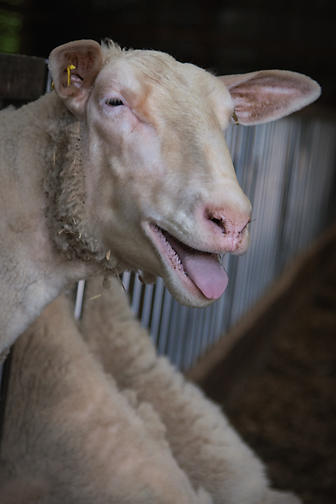 sheep2_720px.jpg