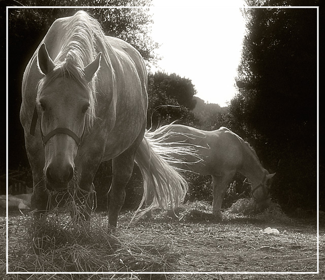 horse3.jpg