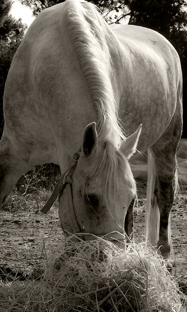 horse4.jpg