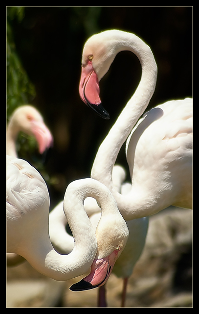 flamingos.jpg
