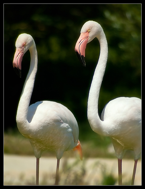 orthia-flamingos.jpg