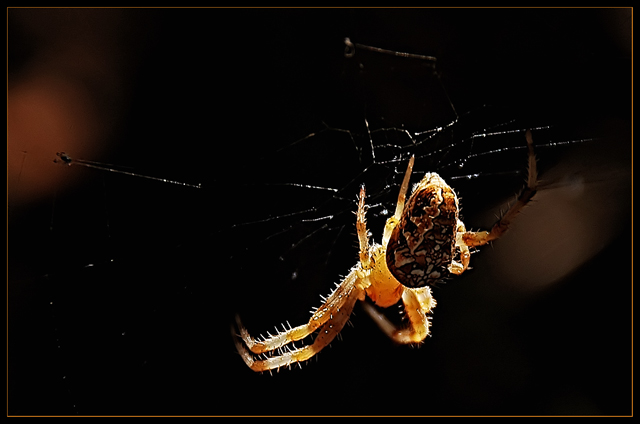 spider.jpg