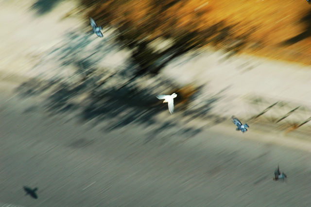 pigeons.jpg