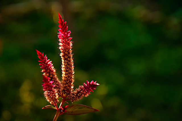 Flowerweb.jpg