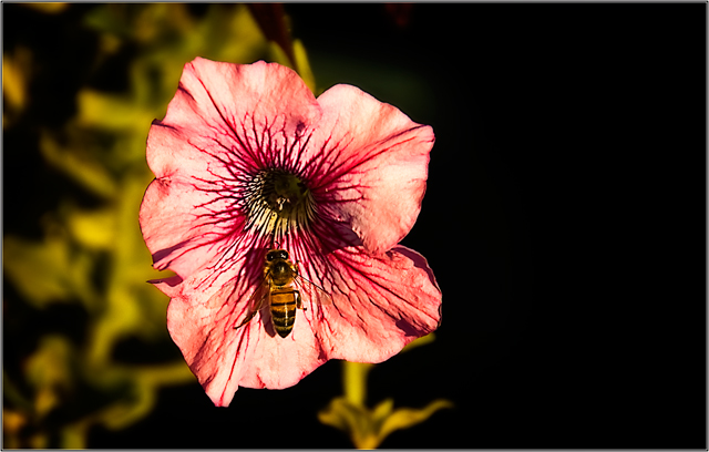 bee-web.jpg