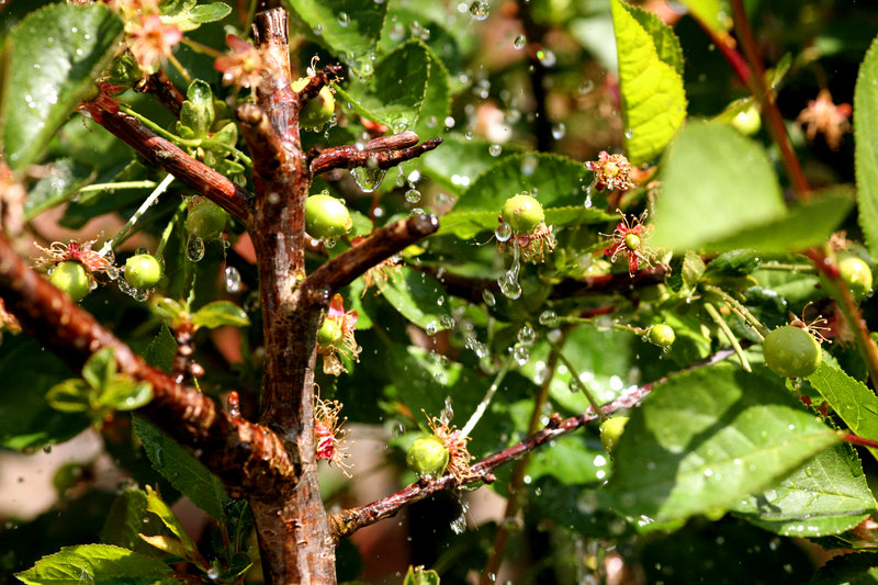 Watering cherries