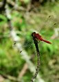 Dragon fly.jpg