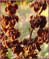 Pods