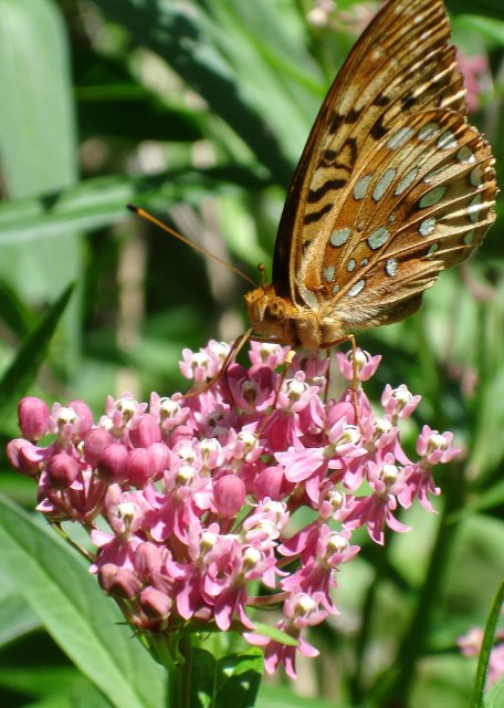 Another butterfly.jpg
