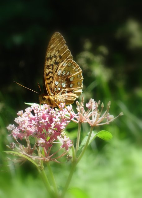 Butterfly.jpg