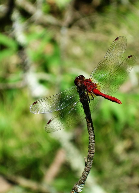 Dragon fly.jpg