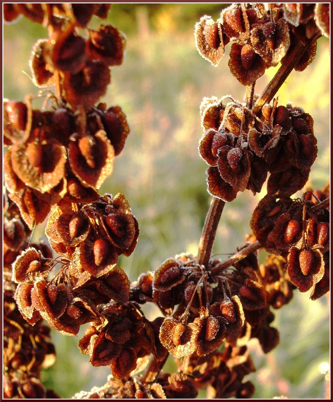 Pods